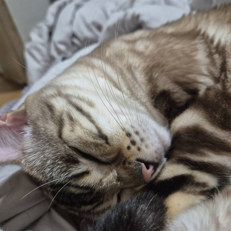 [잡담] 장판 위에서 노곤노곤 자는 중 | 인스티즈