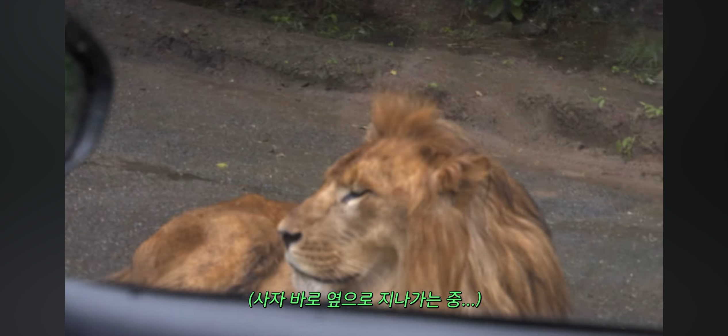 [잡담] 일본은 사파리에 일반인이 렌트카 끌고 들어갈 수 있네 신기하다 | 인스티즈