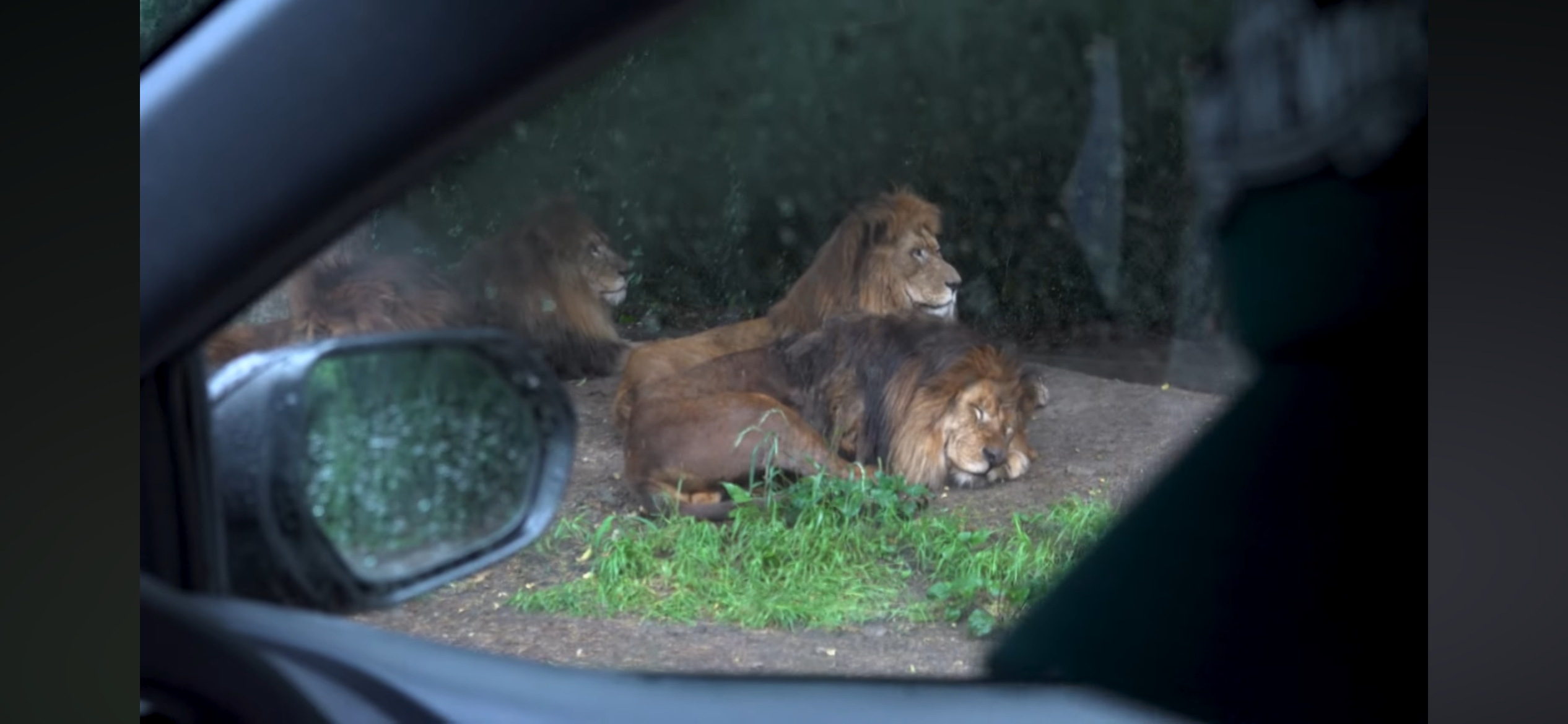 [잡담] 일본은 사파리에 일반인이 렌트카 끌고 들어갈 수 있네 신기하다 | 인스티즈