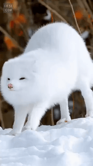 [잡담] 다들 좋아하는 동물 뭐야 | 인스티즈