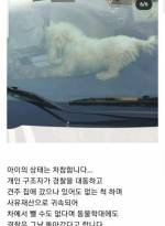 부산 아파트 동물학대 1년동안 차에 갇힌 강아지 (구조되었습니다😭 | 인스티즈