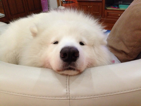 사모예드 털갈이 클라스 | 인스티즈