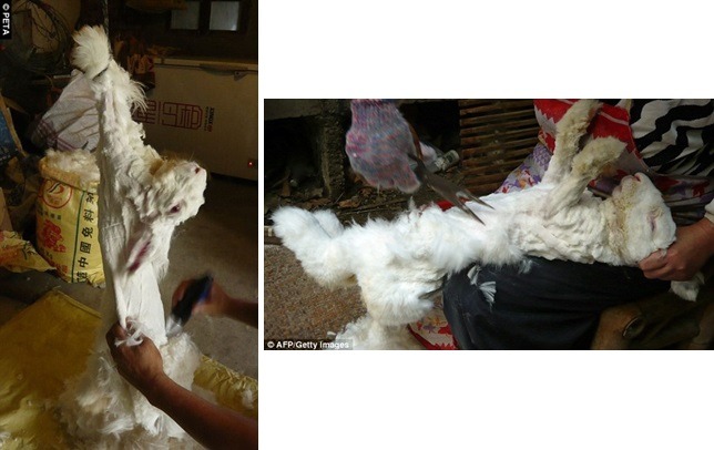 다수의 여시들이 앙고라 니트를 불매하는 이유 | 인스티즈