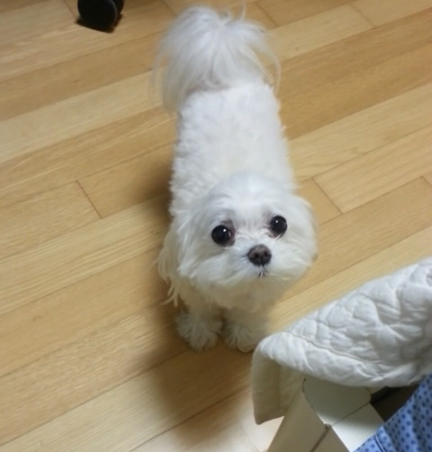 오빠와 자고싶은 강아지 | 인스티즈