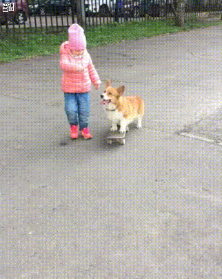 웰시코기가 생각보다 파양을 많이 당하는 이유.twt | 인스티즈