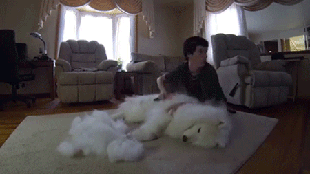 사모예드 털갈이 클라스 | 인스티즈