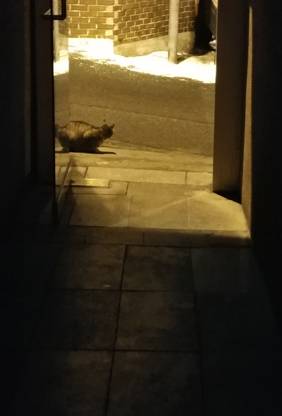 살고싶어서 임신한 몸으로 사람 따라온 고양이.. | 인스티즈