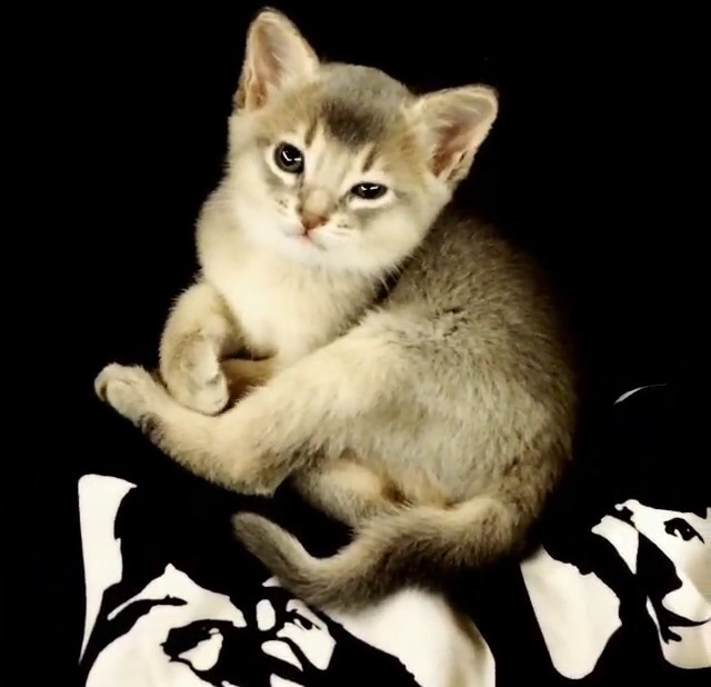 지디네 고양이.jpgif | 인스티즈