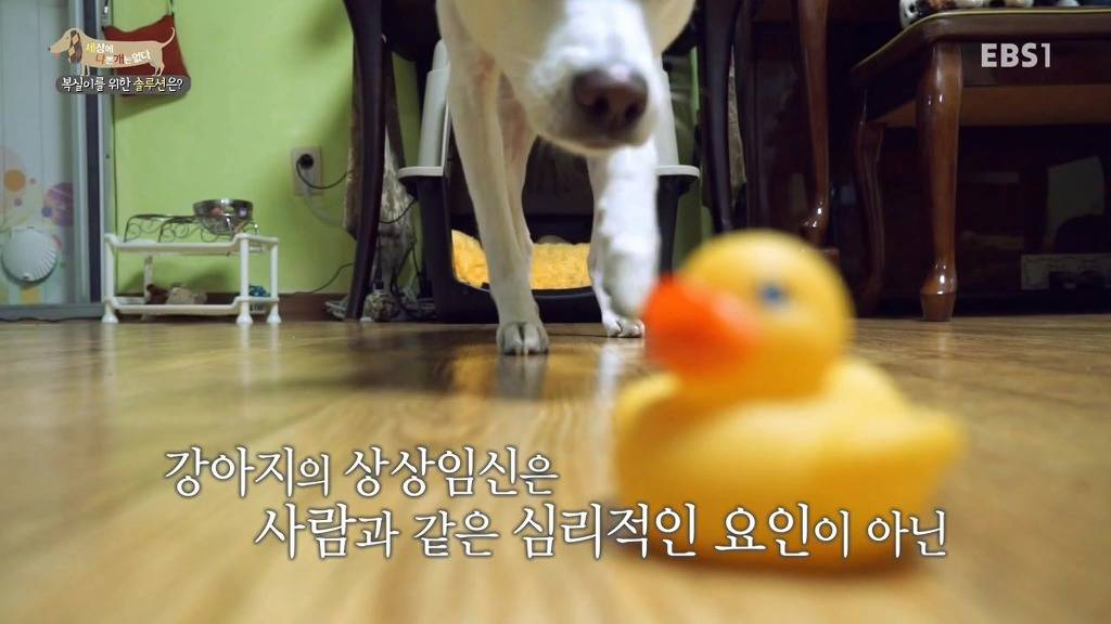 개 키울때 중성화 수술을 해줘야하는 이유 (feat.세나개) | 인스티즈