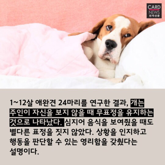 개와 고양이 누가 더 똑똑할까 | 인스티즈