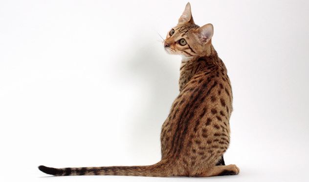 세상에서 가장 크고 비싼 고양이 중 하나인 사바나 고양이에 대하여 | 인스티즈