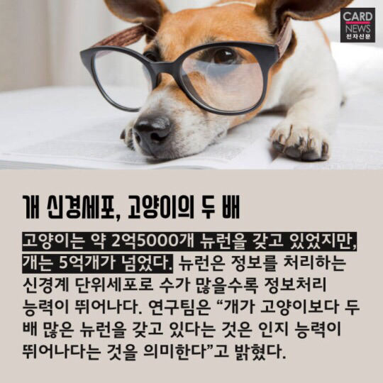 개와 고양이 누가 더 똑똑할까 | 인스티즈