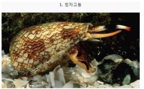 보기보다 훨씬 더 위험한 생물들 (혐오주의) | 인스티즈