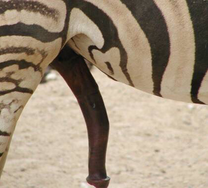 얼룩말 코끼리 오리 돼지 바다거북 두더지의 생식기 (혐오주의) | 인스티즈