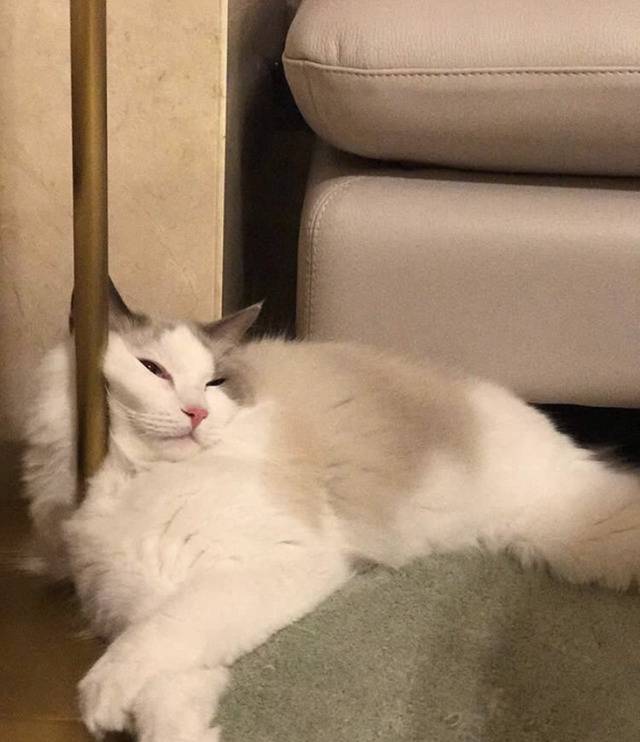 연예인들의 반려동물 | 인스티즈