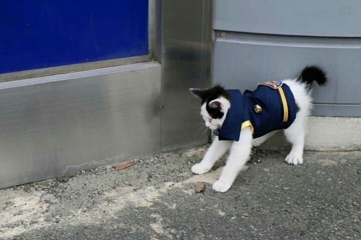 부산 강서경찰서 애완고양이들 | 인스티즈