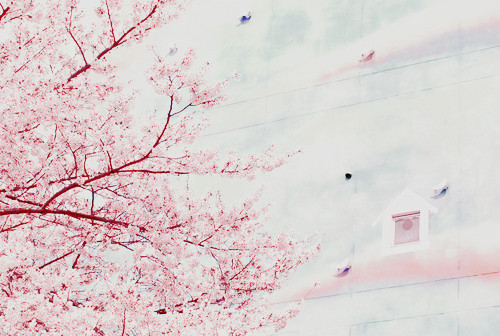  따뜻한 분위기의 일본의 봄 vs 시원하고 청량감있는 일본의 여름 | 인스티즈