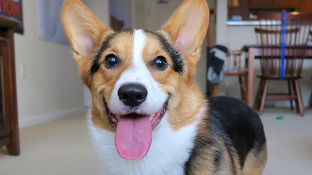 웰시코기가 생각보다 파양을 많이 당하는 이유.twt | 인스티즈