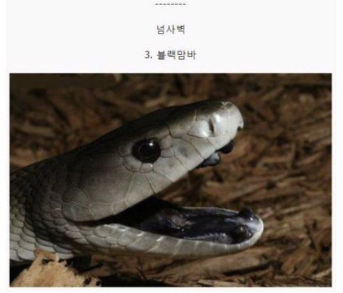 보기보다 훨씬 더 위험한 생물들 (혐오주의) | 인스티즈