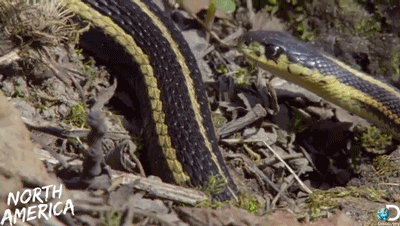 동물들이 짝짓기하는데 걸리는 시간 (약 숭함 주의) | 인스티즈