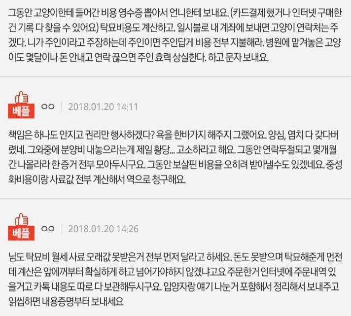 추가)고양이 입양보내서 주인인 언니가 고소한데요 | 인스티즈