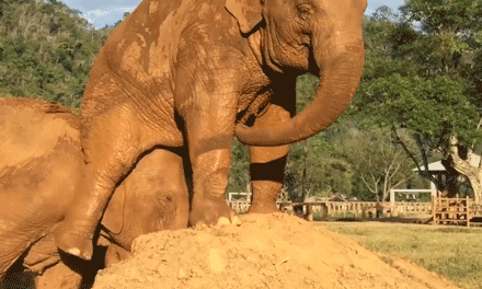 동물들이 짝짓기하는데 걸리는 시간 (약 숭함 주의) | 인스티즈