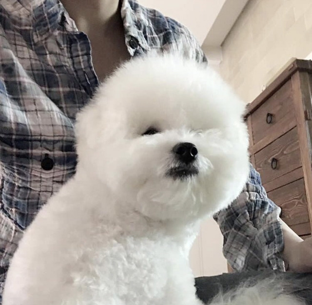 연예인들의 반려동물 | 인스티즈