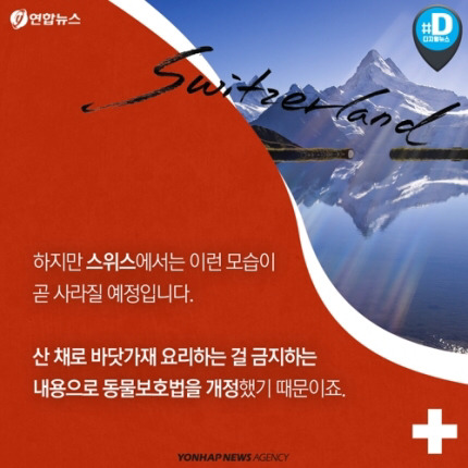 산 채로 끓는 물에 넣어지는 바닷가재 고통 아시나요 | 인스티즈