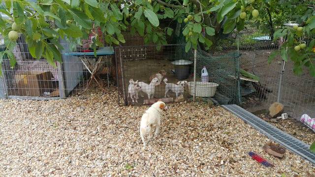36마리의 유기견엄마 박옥래할머니 도와줘 여시들 | 인스티즈