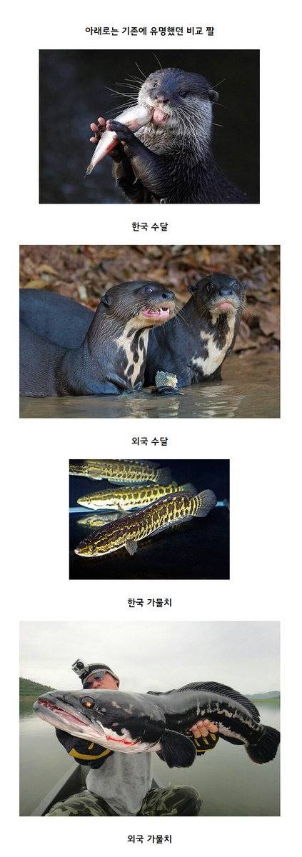 한국과 외국의 동물 비교 | 인스티즈