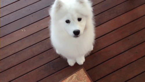 [사모예드] 하루에 빠지는 털로 옷도 짜입는다는 개 jpg | 인스티즈