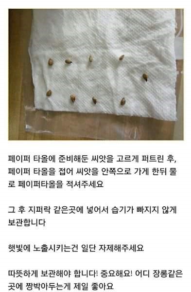 집에서 레몬 키우기 | 인스티즈
