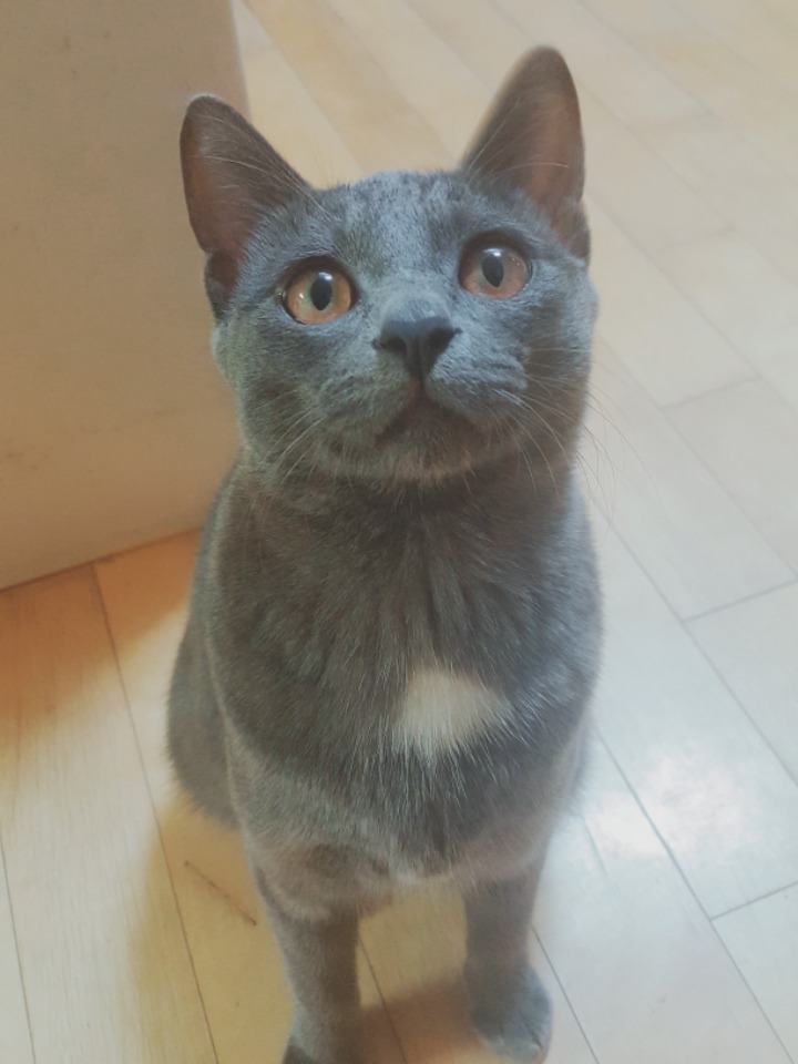 세상에 나쁜 고양이는 없다 편성하신대!!!!!!!!!!!!! | 인스티즈