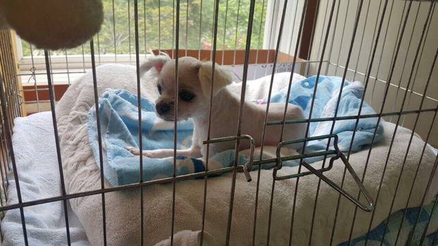 36마리의 유기견엄마 박옥래할머니 도와줘 여시들 | 인스티즈