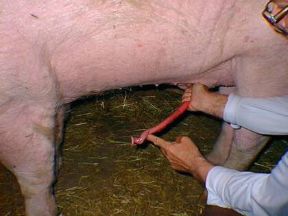 얼룩말 코끼리 오리 돼지 바다거북 두더지의 생식기 (혐오주의) | 인스티즈