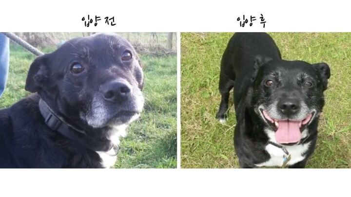 반려견들의 입양전 입양후 모습 | 인스티즈