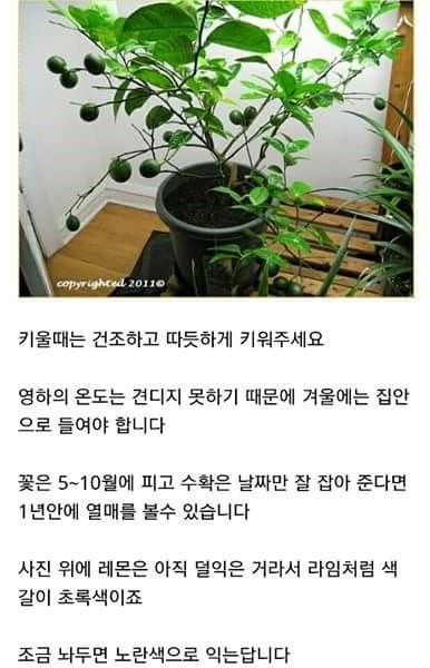 집에서 레몬 키우기 | 인스티즈
