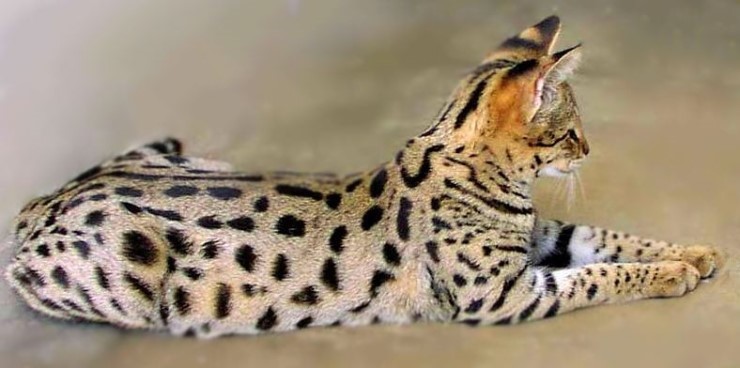 세상에서 가장 크고 비싼 고양이 중 하나인 사바나 고양이에 대하여 | 인스티즈