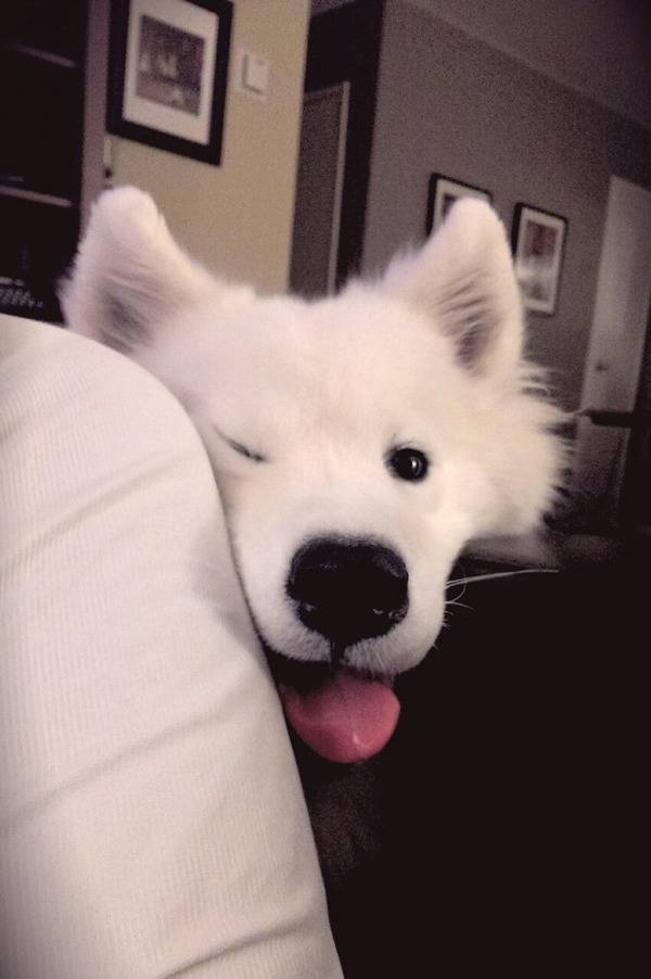 사모예드 털갈이 클라스 | 인스티즈