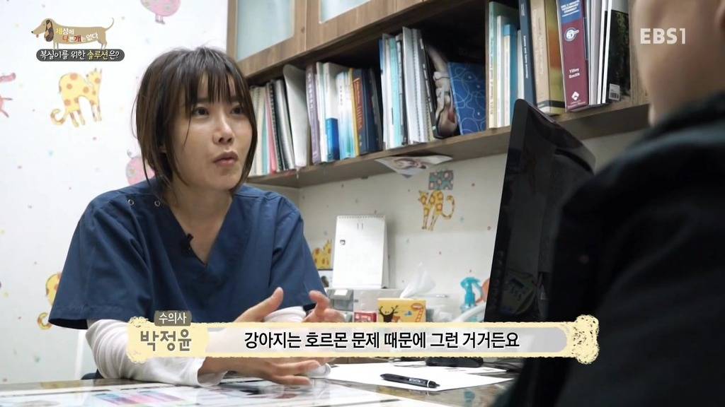 개 키울때 중성화 수술을 해줘야하는 이유 (feat.세나개) | 인스티즈