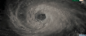 아빠가 큰 고양이를 입양해왔는데.. 개무섭고 개시름;.gif | 인스티즈