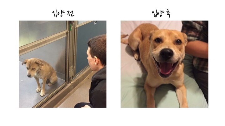반려견들의 입양전 입양후 모습 | 인스티즈