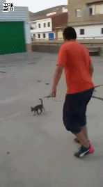 새끼고양이 발로 차는 남자.GIF (혐오주의) | 인스티즈