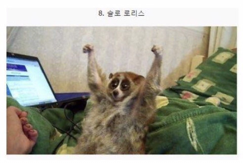 보기보다 훨씬 더 위험한 생물들 (혐오주의) | 인스티즈