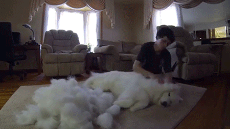 사모예드 털갈이 클라스 | 인스티즈