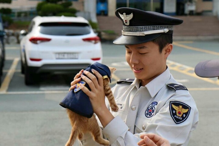 부산 강서경찰서 애완고양이들 | 인스티즈