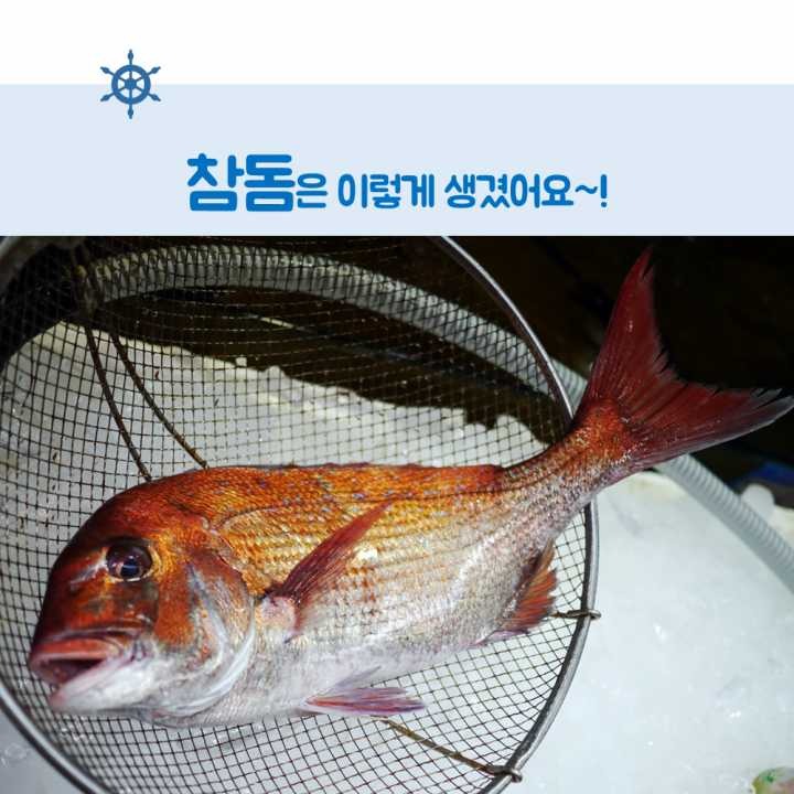 생선회 구별법.JPG | 인스티즈