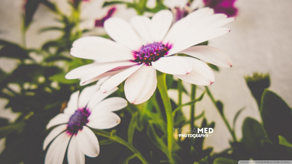 고해상도 컴퓨터 배경화면 406번째 게시물 BGM - 센과 치히로의 행방불명 OST - 어느 여름 날 | 인스티즈