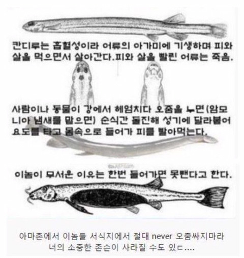 보기보다 훨씬 더 위험한 생물들 (혐오주의) | 인스티즈
