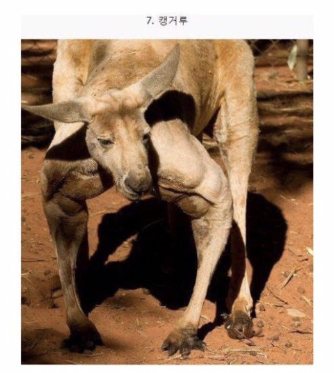 보기보다 훨씬 더 위험한 생물들 (혐오주의) | 인스티즈